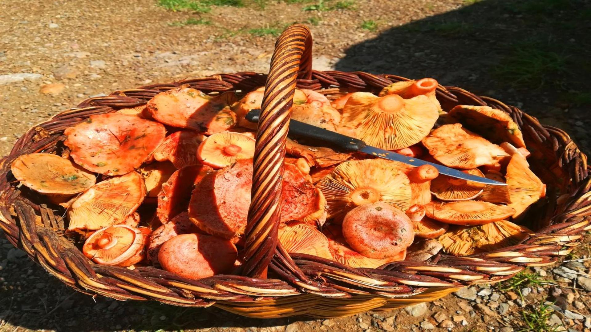 El Descans De L'Oreneta Camprodon Ngoại thất bức ảnh